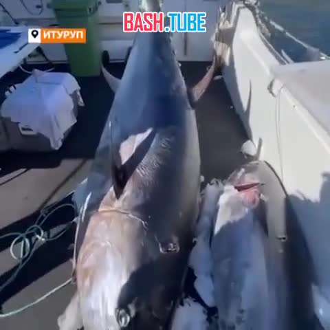  Российские рыбаки поймали тунца стоимостью около 160 миллионов рублей