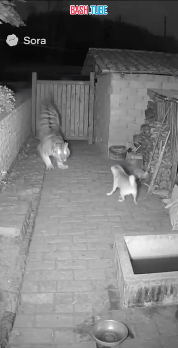  Пользователи нейросетей начали атаковать соцсети роликами героического поведения домашних питомцев