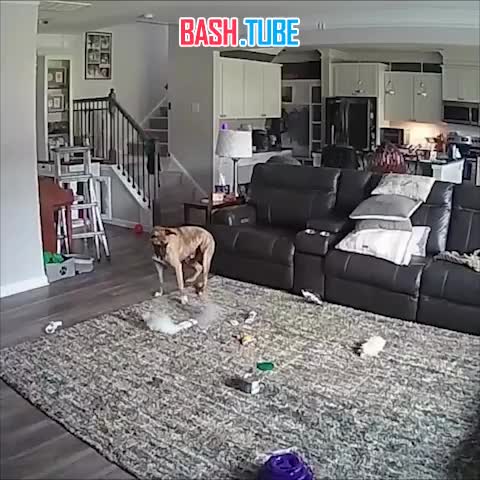  Собака пожарного чуть не спалила его дом в США - пёсель разгрыз литиевый аккумулятор