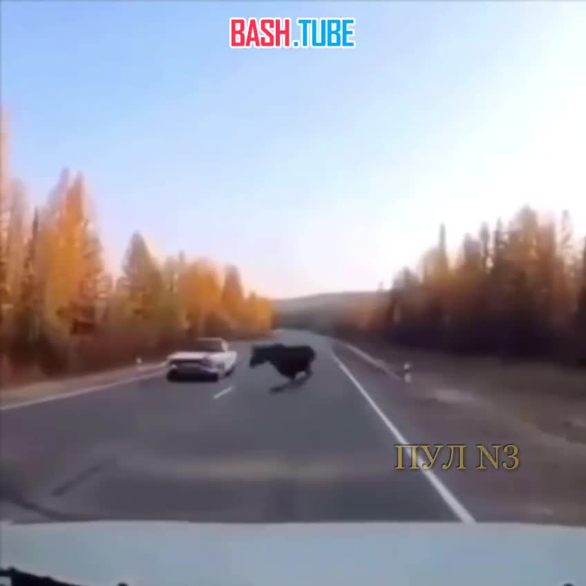  ️ Лось-акробат на Ямале чудом избежал ДТП