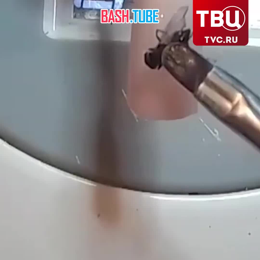  Маникюр с мертвыми мухами, осами и другими насекомыми набирает популярность у россиян