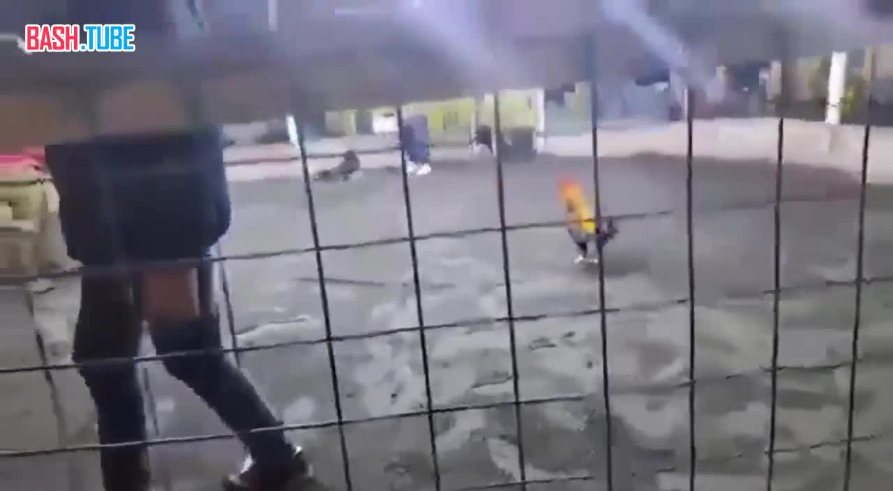  Боевой петух зарезал своего хозяина в Перу