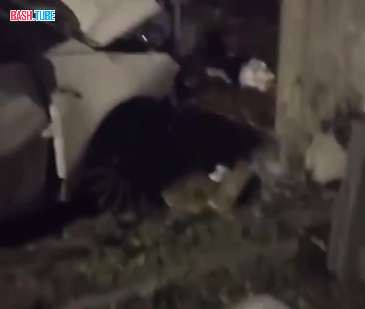  На юге Рима взорвали автомобили журналиста Сигфридо Рануччи и его дочери - сообщил сам Рануччи местным СМИ