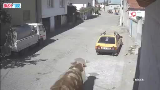  Разбушевавшийся бык устроил битву с автомобилем в турецком Невшехире