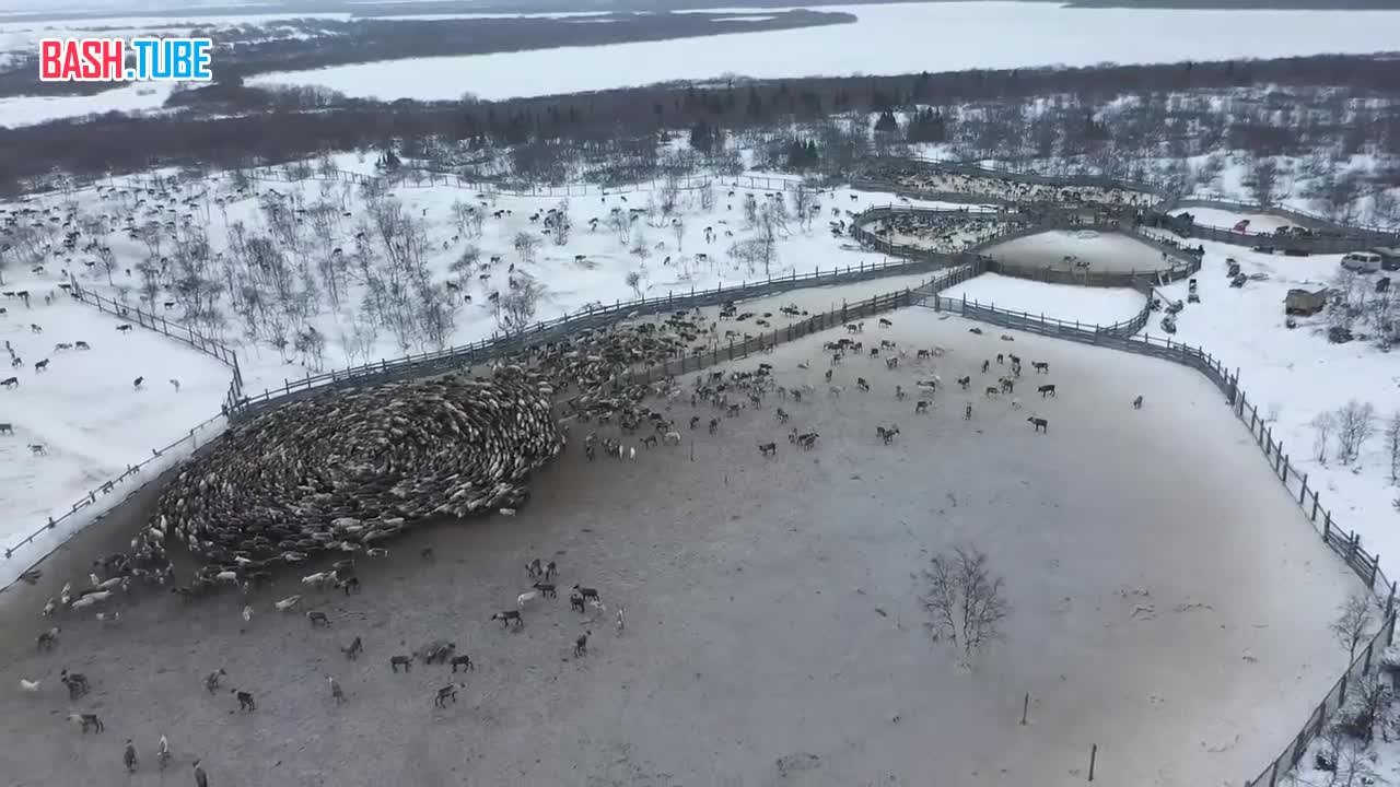  Стаи волков увели в тундру стадо из 900 оленей в Якутии