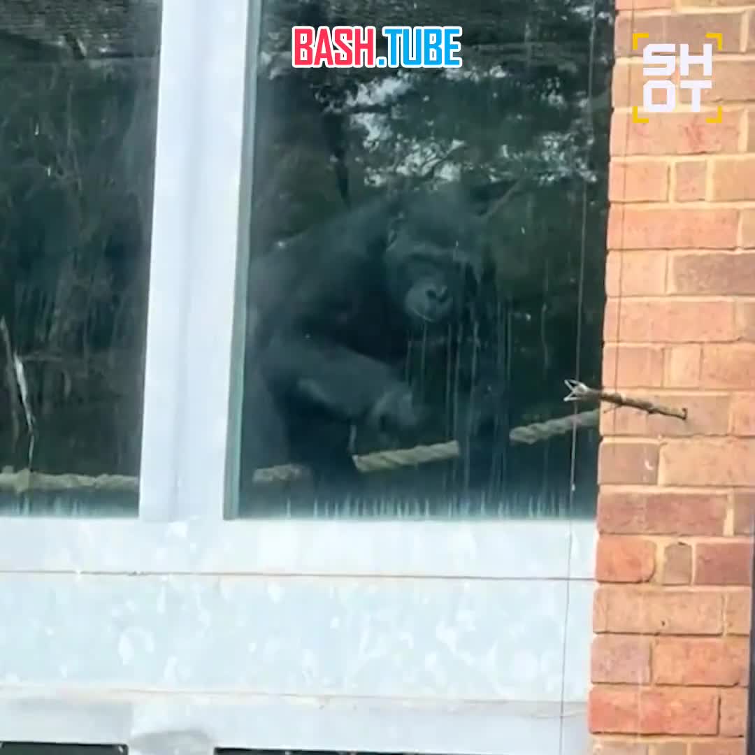  Семью горилл заперли в заброшенном зоопарке в Англии