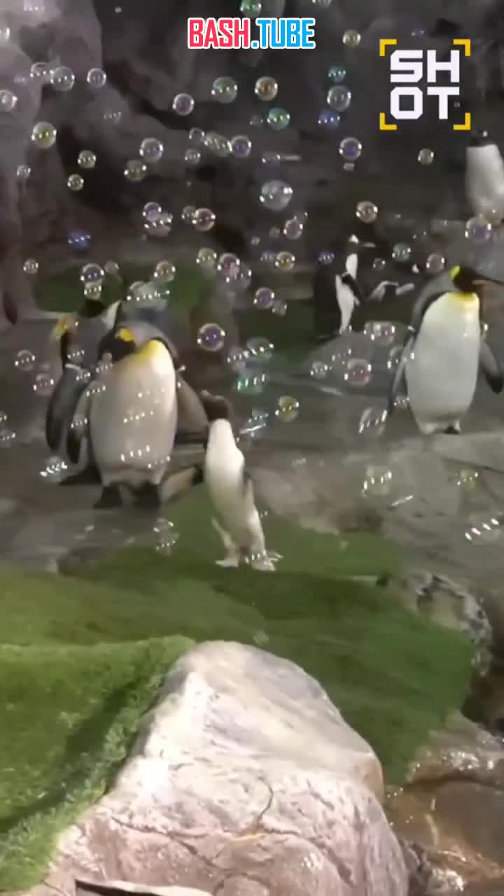  Пингвинная вечеринка с мыльными пузырями прошла в зоопарке Сент-Луиса и моментально завирусилась в соцсетях