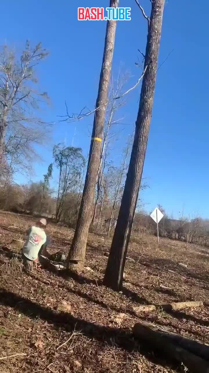  В США мужчина решил спилить дерево на участке, но получил тяжелые травмы