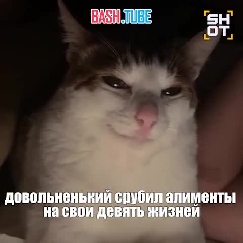  Житель Стамбула после развода будет 10 лет платить алименты на котов