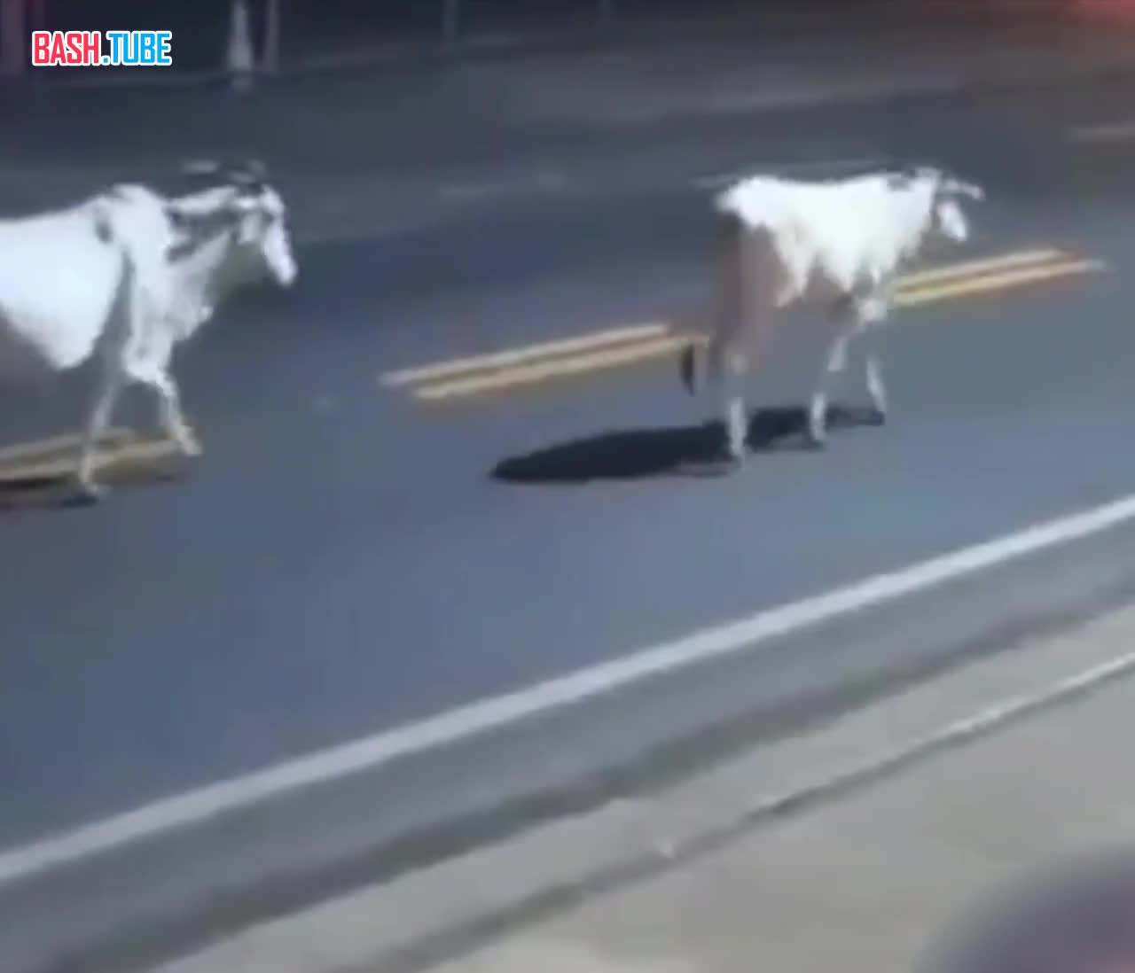  20-летний бразильский футболист Энтони Илэйно погиб, врезавшись на мотоцикле в корову