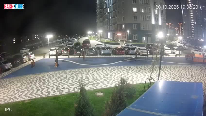  Бродячие псы напали на девочку с собачкой в Краснодаре