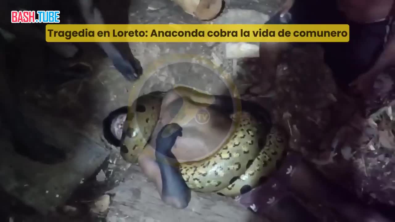  В Перу анаконда напала на местного жителя и задушила его
