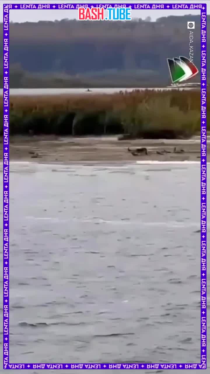  Собака неделю жила без еды и воды в одиночестве на острове