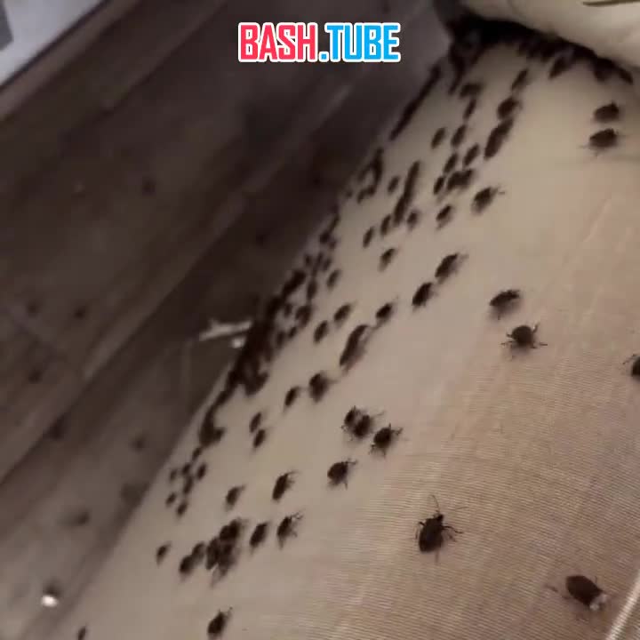  В Сочи квартиру атаковали сотни клопов