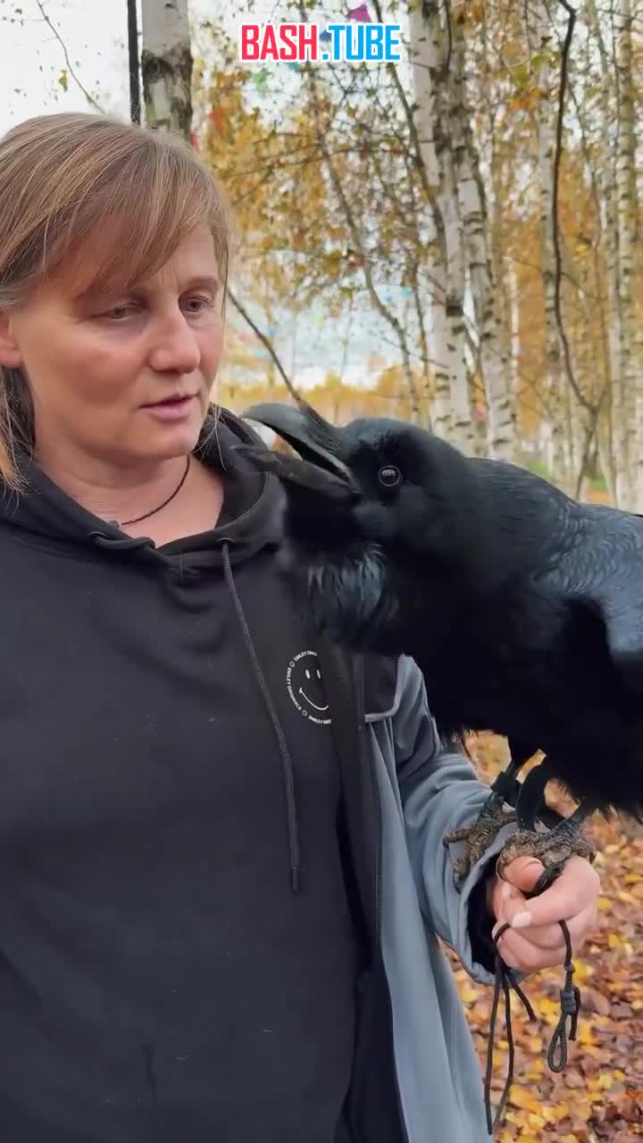  Ворон Карлуша покорил соцсети - пернатый с жуткой реалистичностью умеет пародировать человеческий голос