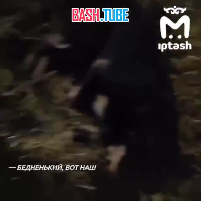  Стая собак напала на детей в казанском поселке Нагорный