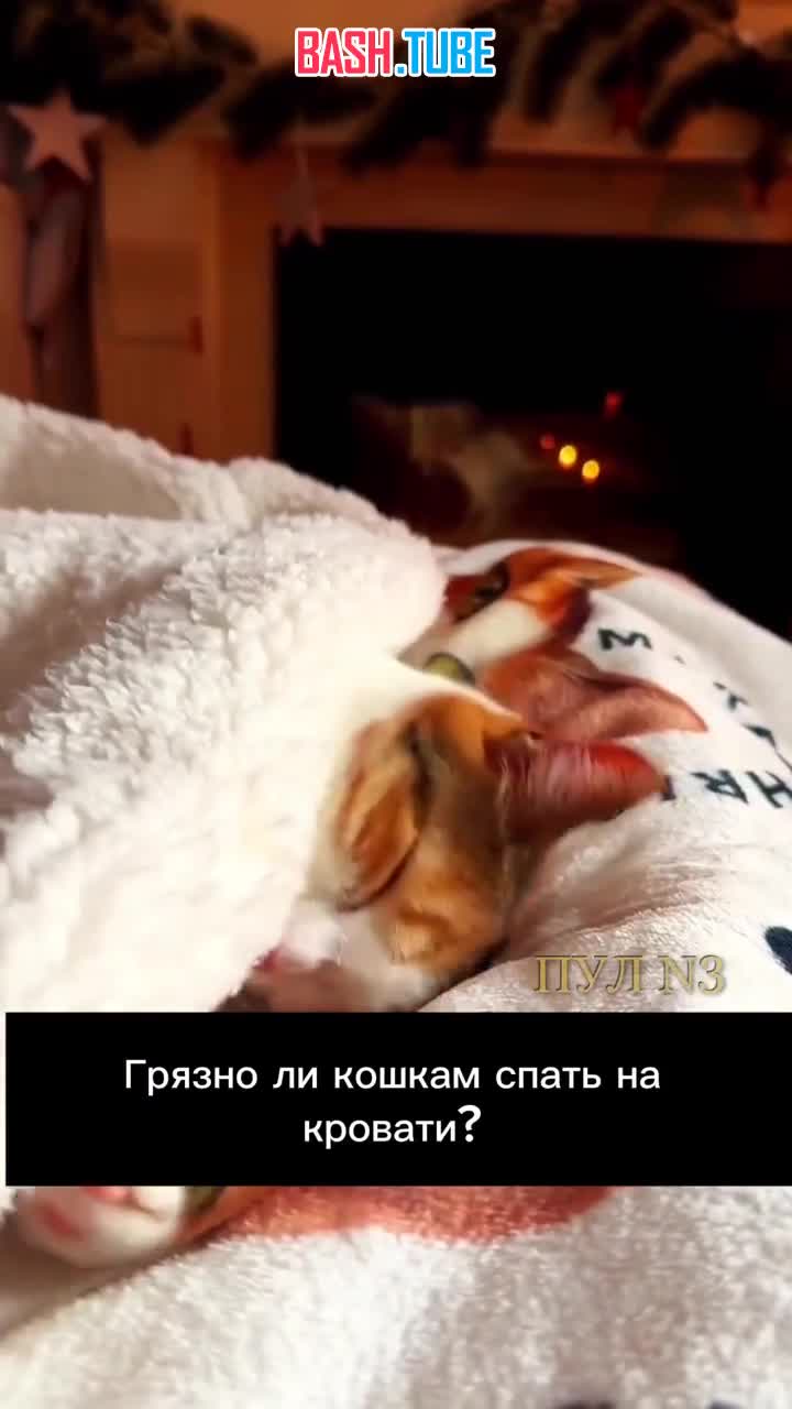  Сон с кошкой в кровати может снизить риск развития деменции и болезней сердца