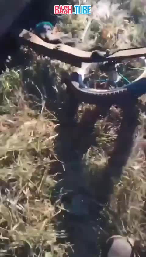  В Иркутской области малолетние живодеры жестоко расправились с собаками