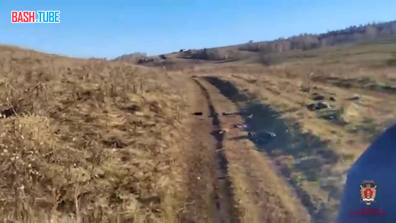  Собаки насмерть загрызли 10-летнего мальчика в Красноярском крае