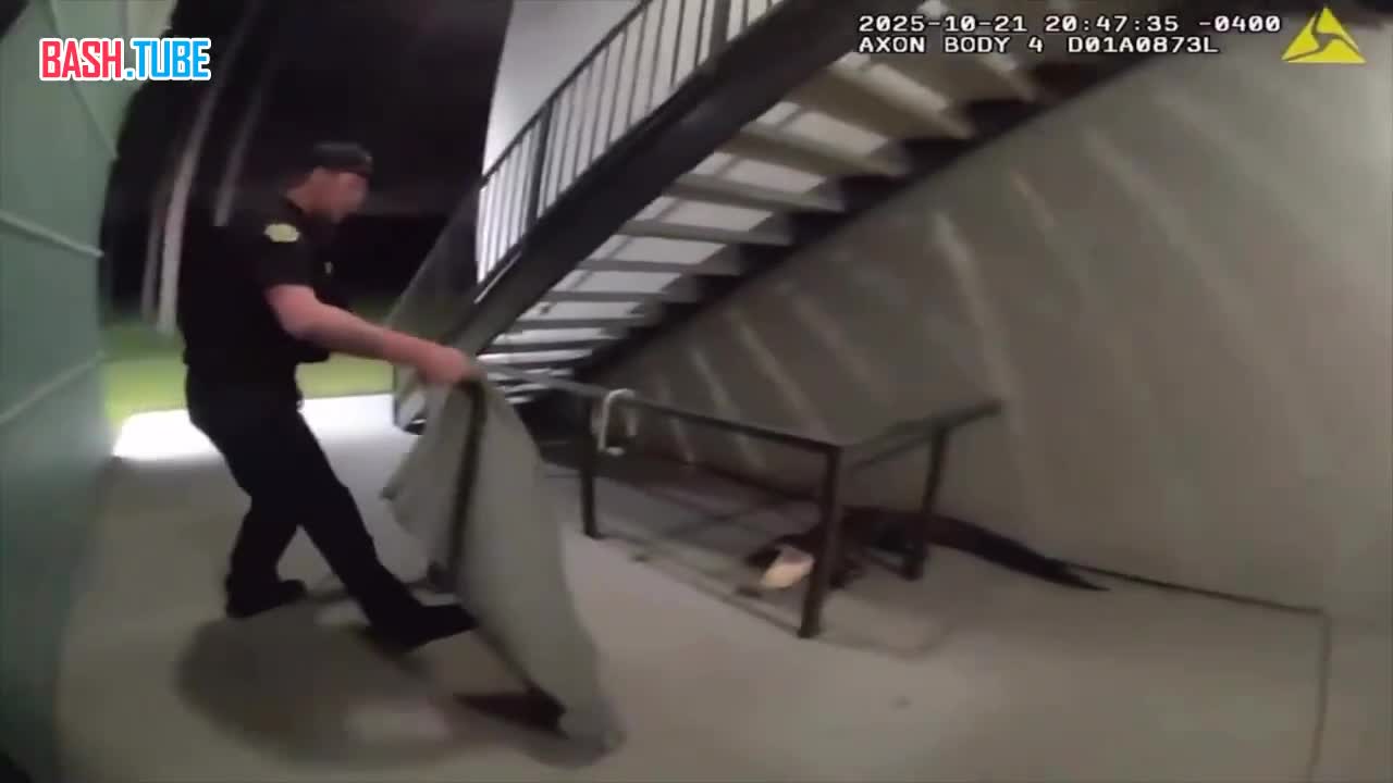  Полицейские во Флориде голыми руками оттаскивали за хвост крокодила