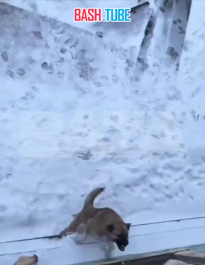  Белые медведи атакуют метеорологическую станцию в районе мыса Челюскин - персонал уже успел привыкнуть