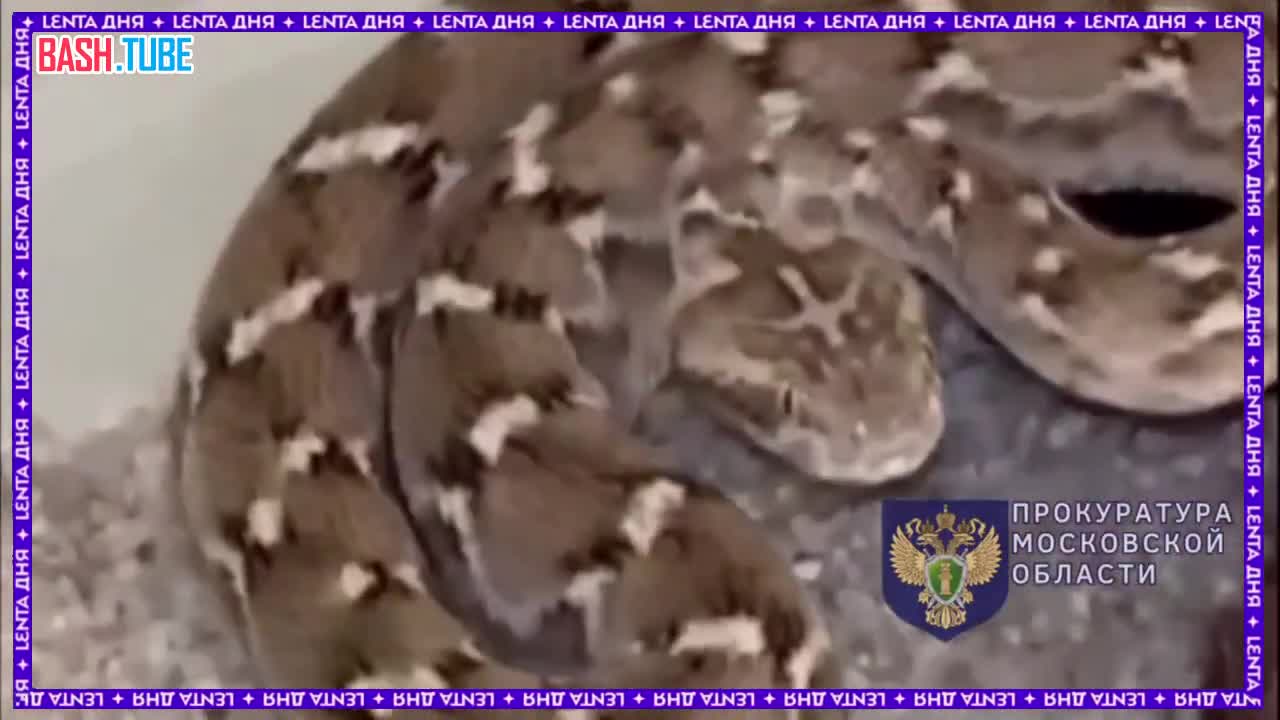  Подросток разводил смертельно опасных змей в квартире