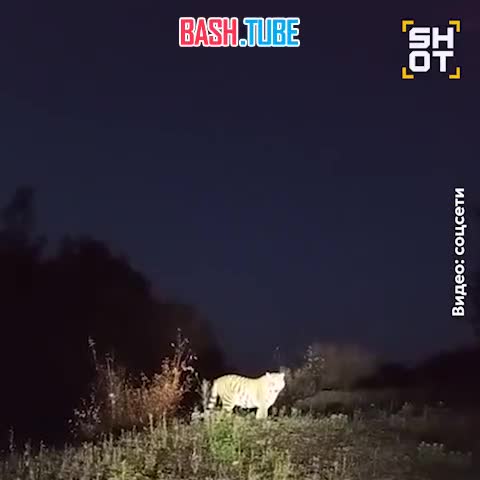  Тигр не дал людям проехать на заправку в Приморском крае