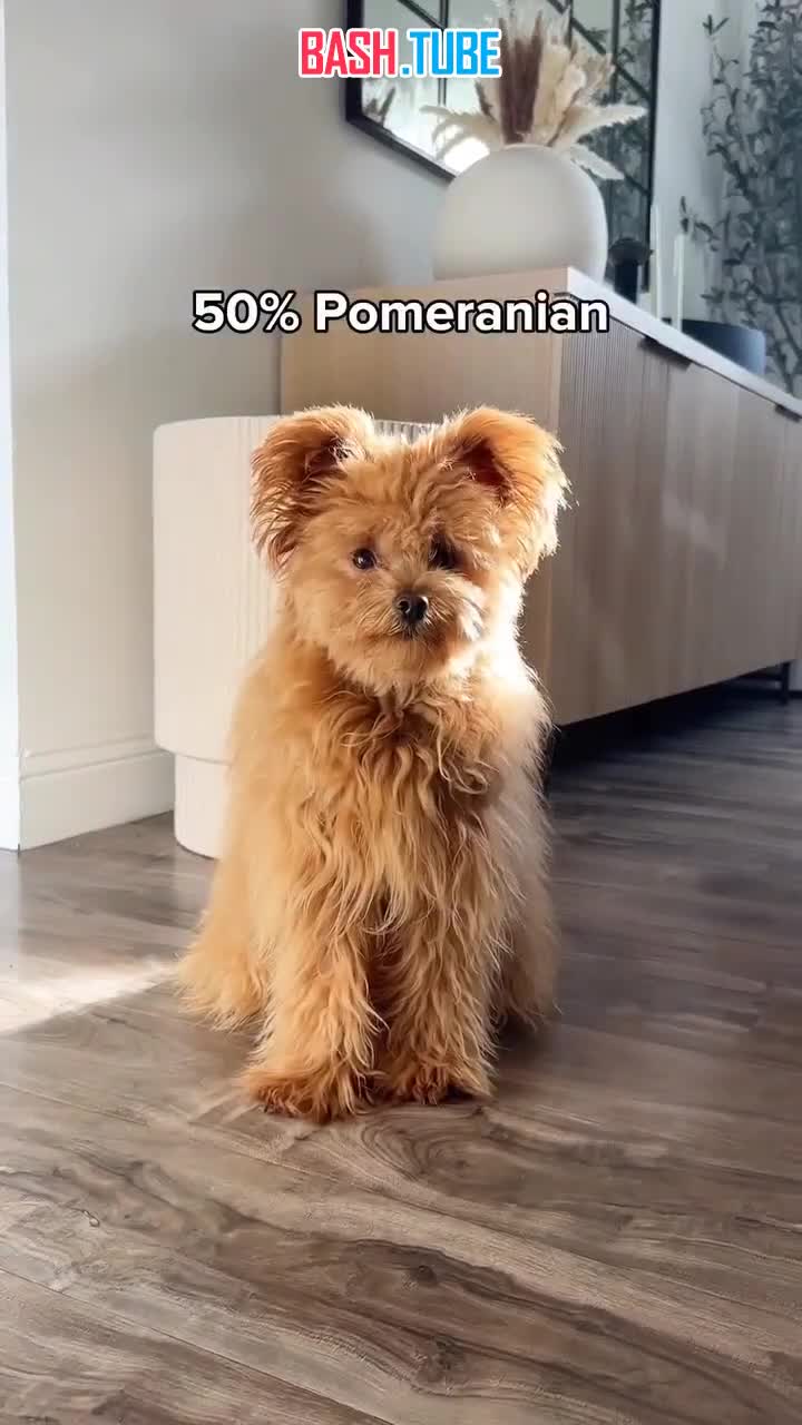  В сети в восторге от новой породы собак - помапу