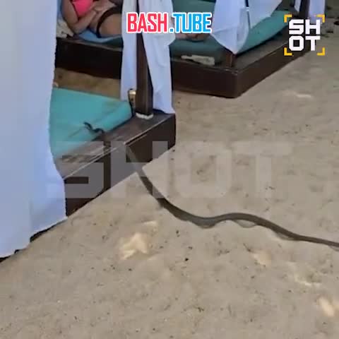  Двухметровые крысиные змеи заполонили отели на Шри-Ланке