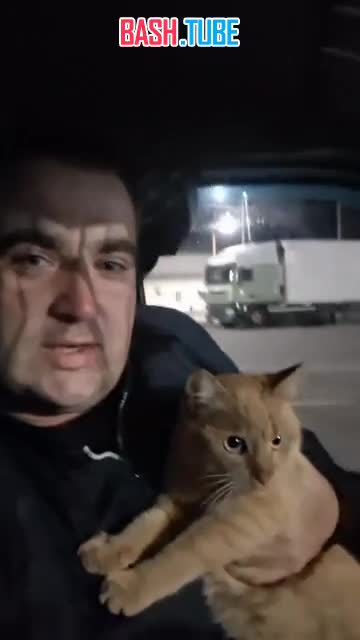  Дальнобойщик развёлся с женой из-за кота - пушистый сбежал, а мужик потерял из-за этого покой и сон