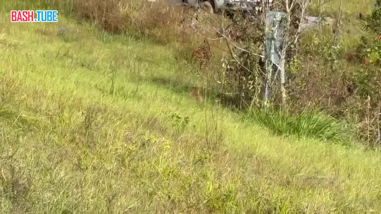 Заражённые гепатитом С, герпесом и COVID макаки сбежали из разбившегося грузовика в США