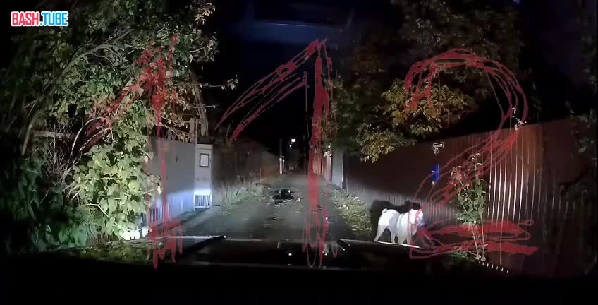  Разъяренный алабай едва не загрыз жительницу Ростова, но её спас мужик с палкой