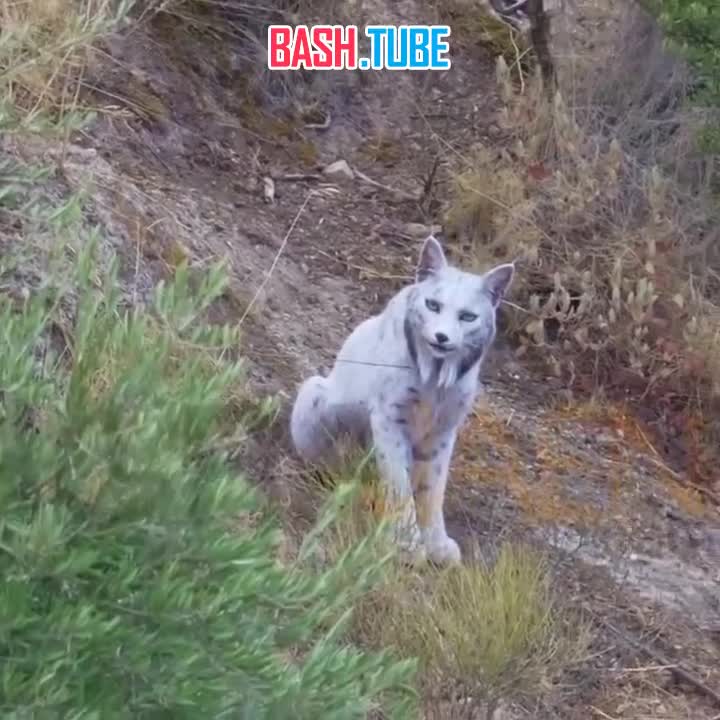  В Испании впервые в истории сняли белую рысь