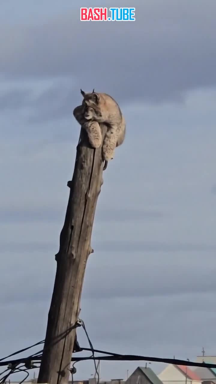  В Забайкалье развернулась настоящая операция по спасению рыси, которая забралась на столб