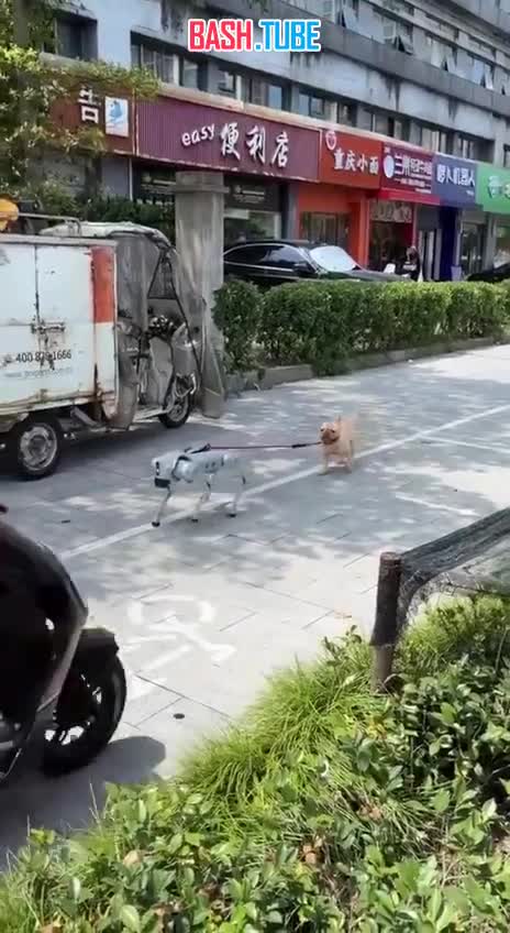  В Китае нашли собаку-робота, которая выгуливает живую собаку