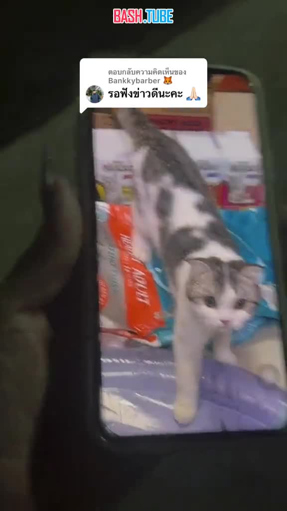  Уличные коты помогли найти пропавшего котика в Таиланде