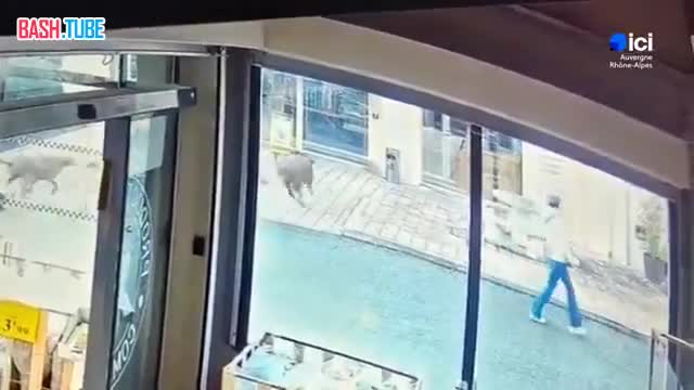  В соцсетях завирусилось видео из Франции, где дикий кабан, которого гнали охотничьи собаки, влетел в окно пекарни