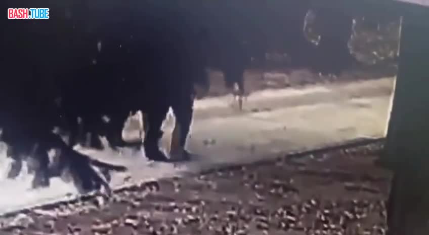  Дерево упало на пенсионеров возле Монумента Славы в Новосибирске