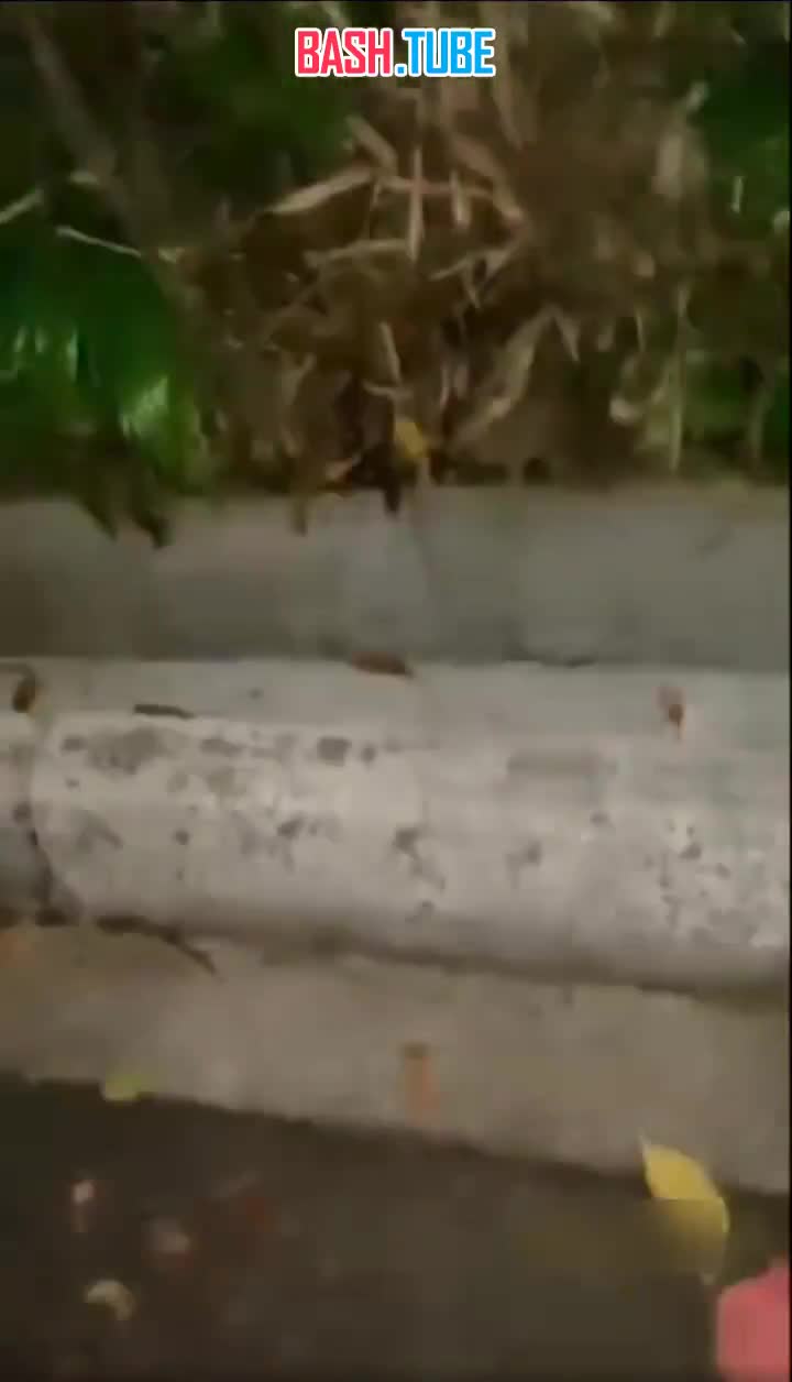  В Сингапуре мужик вступил в схватку с питоном, чтобы спасти кошку