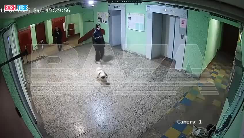  В Петербурге агрессивный мужчина швырнул маленькую собаку в стену - за один только «гав»