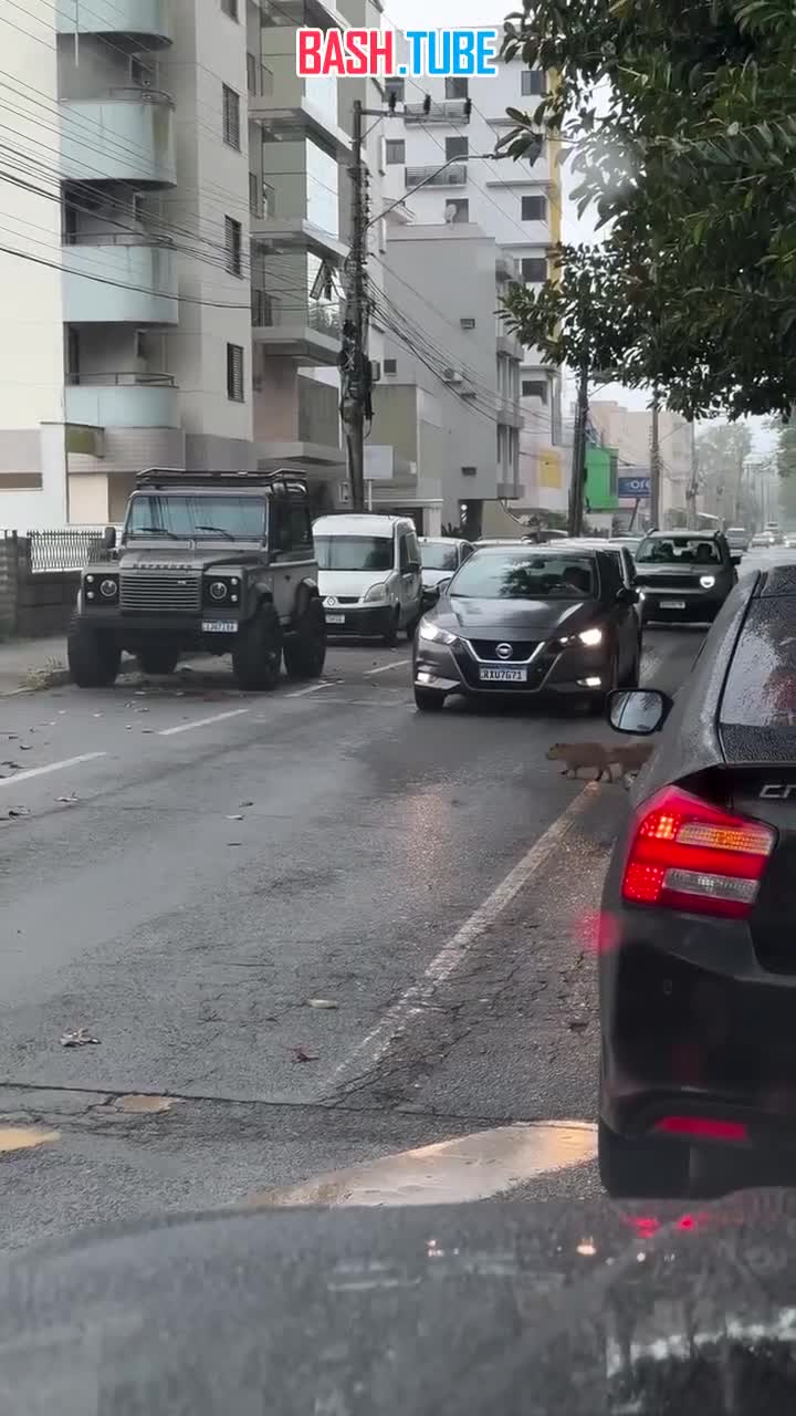  Самая милая пробка: в Бразилии остановилось движение из-за капибар, которые неспеша переходили дорогу