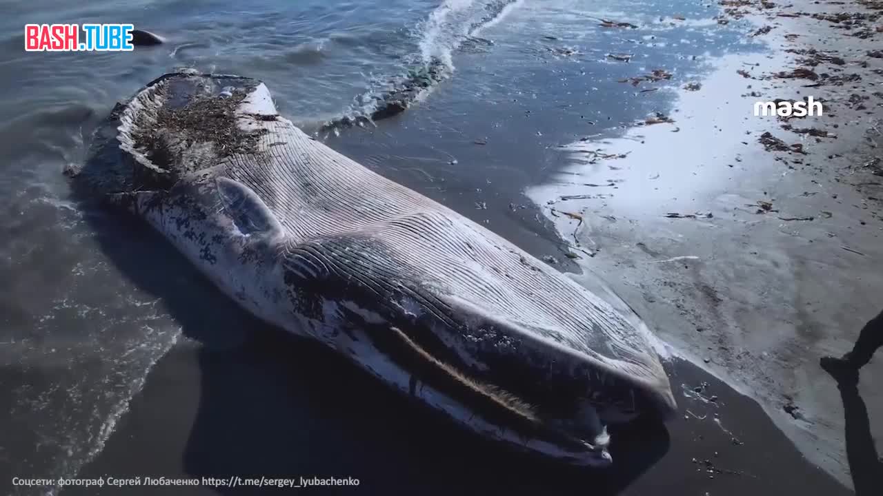  12-метрового сельдяного кита выбросило на берег на Сахалине после шторма