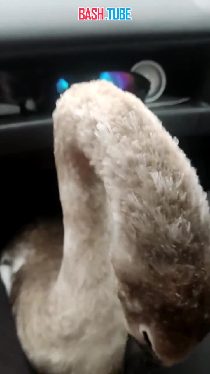  В Башкортостане обнаружили необычного лебедя без крыльев