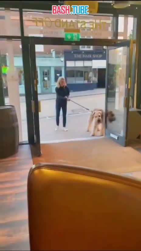  В Англии пёс очень хотел зайти в паб: все из-за привычки хозяина