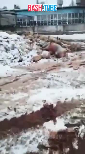  Рабочий Рубцовского мясокомбината из Новосибирска снял шокирующее видео с производства