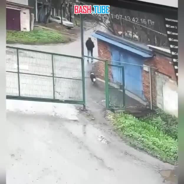  Мужика, который годами похищал собак и сдавал их на мясо в корейские рестораны, задержали в Москве