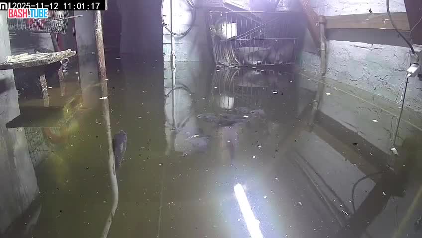  Жительница Кузбасса завела карпов в затопленном подвале, чтобы привлечь внимание к наводнениям в Белово