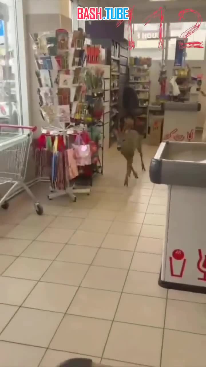  Помидоры, яйца, хлеб, парнокопытное: косуля устроила переполох в краснодарском Магните