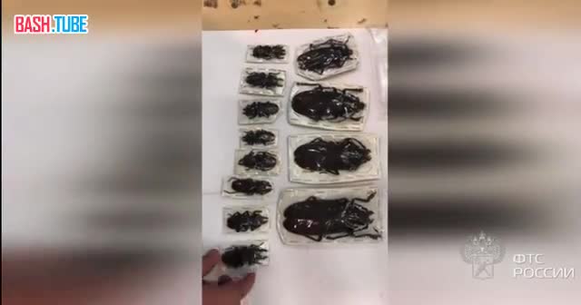  Гигантских жуков пытались почтой доставить из Перу в Москву