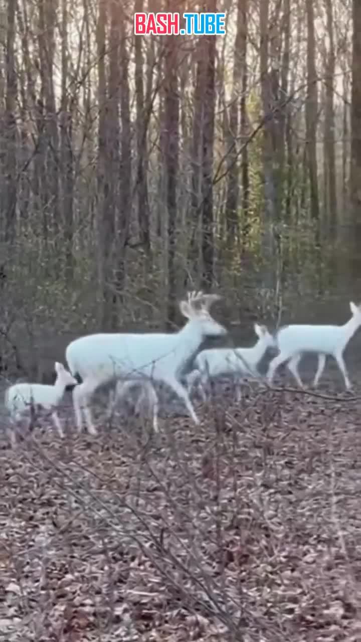  В США в районе Блю-Ридж местный житель снял видео с крайне редкими несколькими белыми оленями альбиносами и их детьми